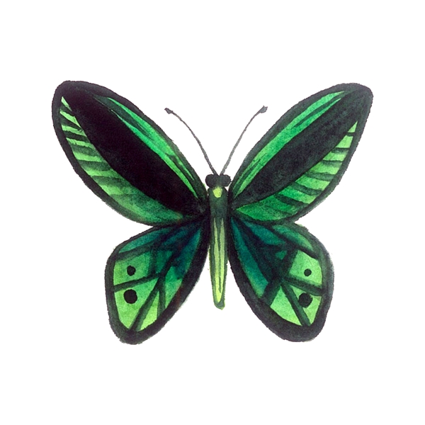 蝴蝶昆虫绿色翅膀透明PNG彩蝶
