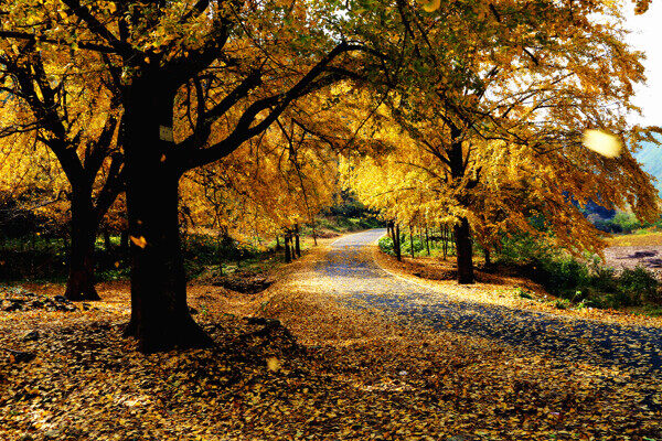 秋天小路风景图片