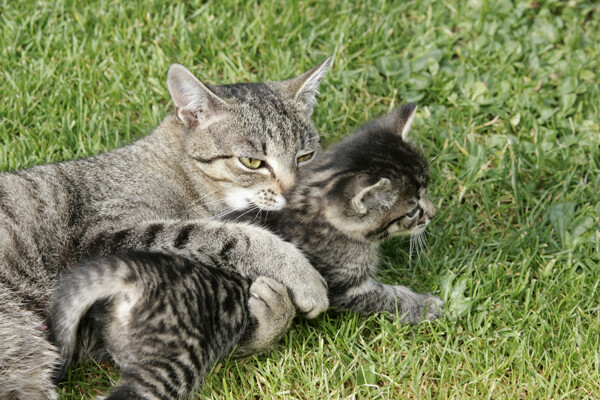 可爱猫咪图片