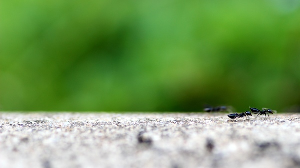 绿色背景蚂蚁