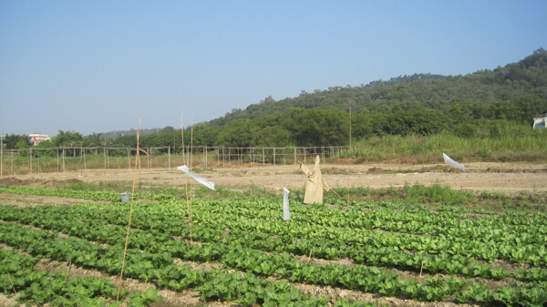 菜地图片