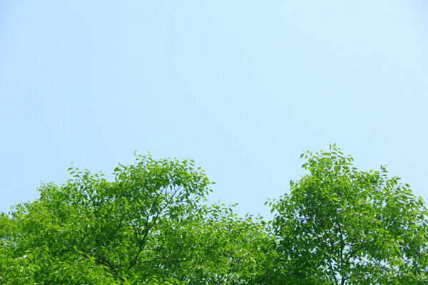 蓝天下的绿树图片