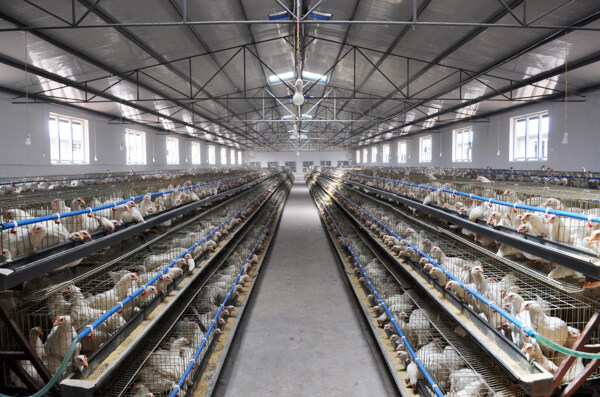 蛋鸡标准化规模养殖场图片