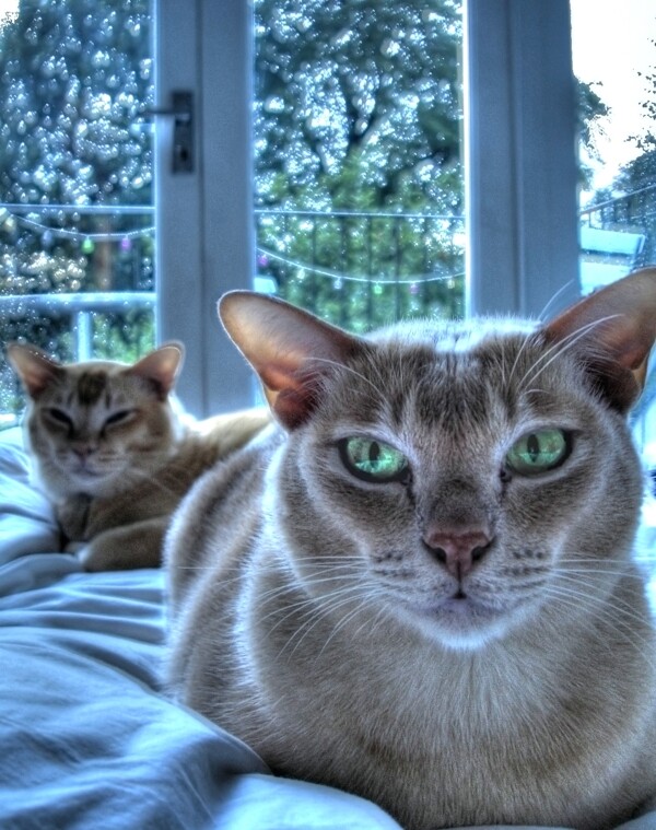两只躺沙发上生气脸的家猫