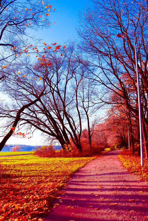 美丽枫树林秋天美景图片