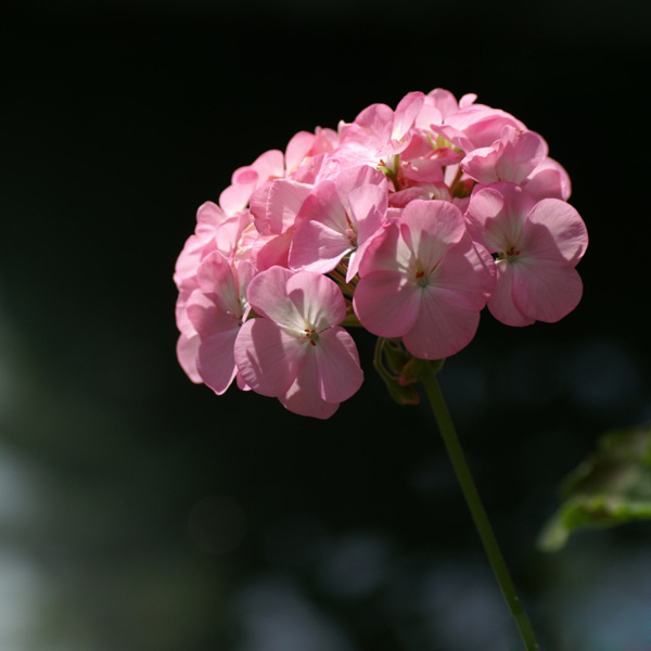 位图植物摄影写实花卉花朵绣球免费素材