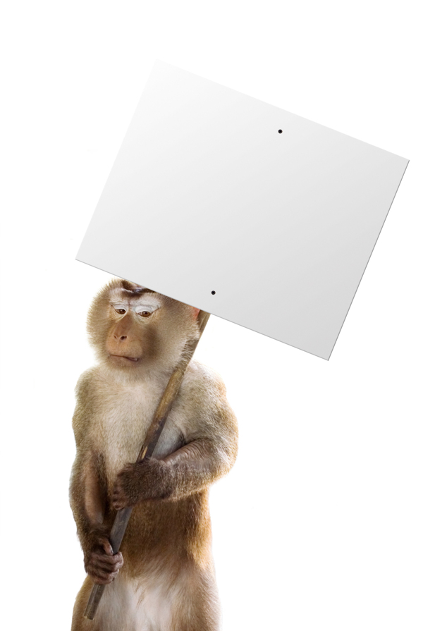 拿着空白广告牌的猴子图片