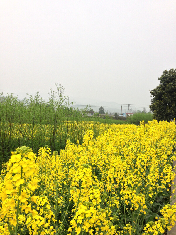 油菜花田图片