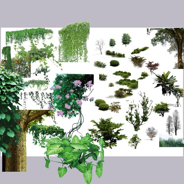 植物绿叶藤萝素材图片