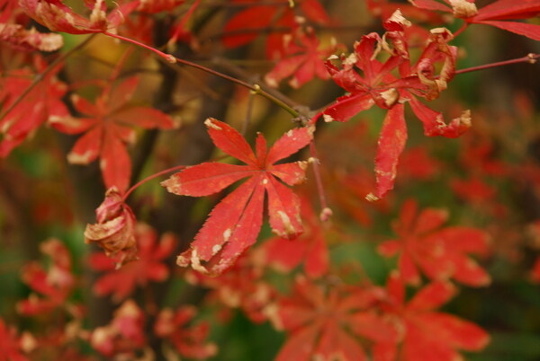 红叶秋天红色自然