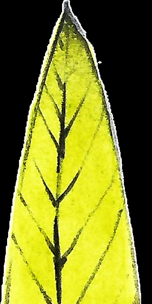 晶黄花叶透明装饰素材