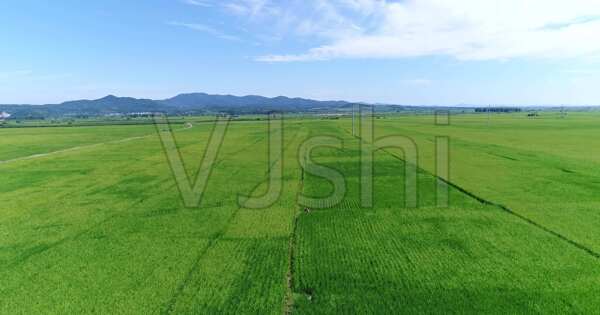 东北水稻稻田图片