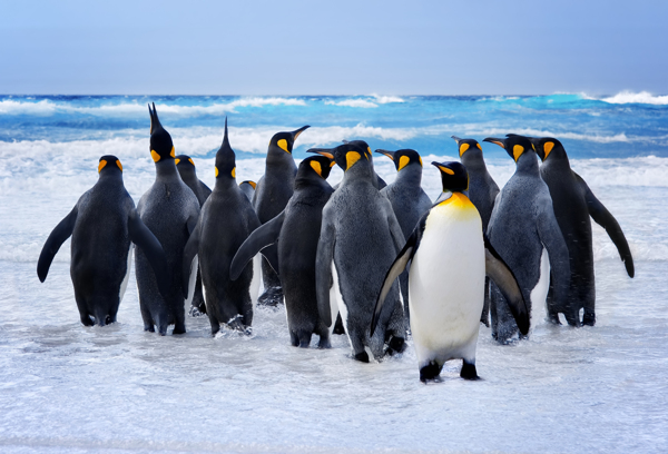 海岸的企鹅图片