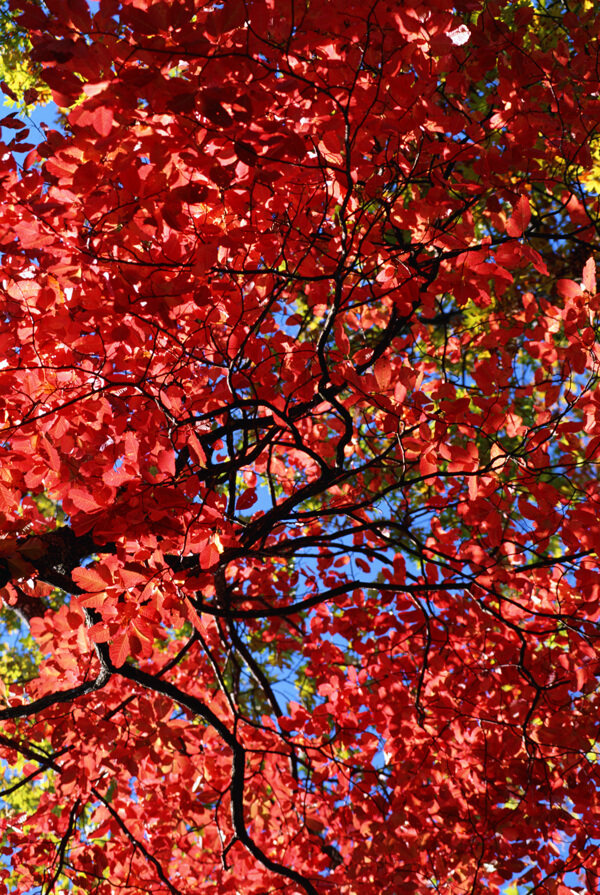 秋天红叶背景图片图片