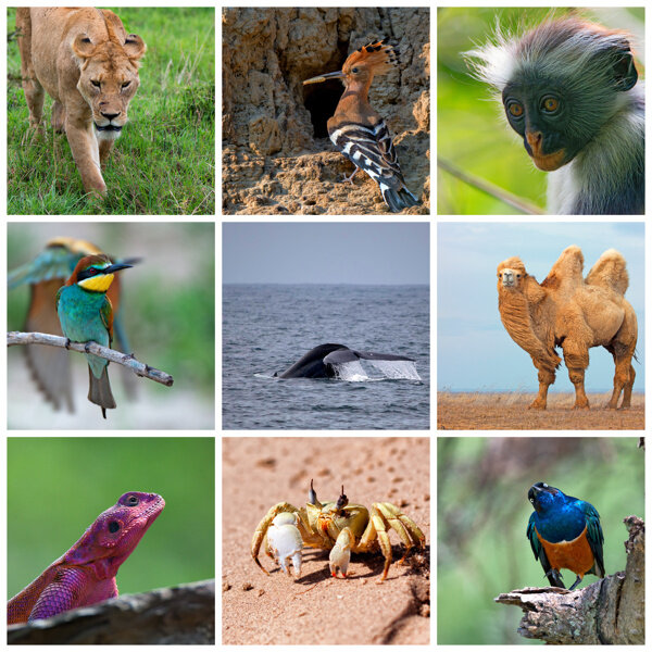 动物世界摄影