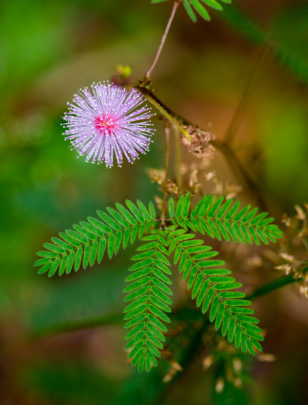 花卉素材