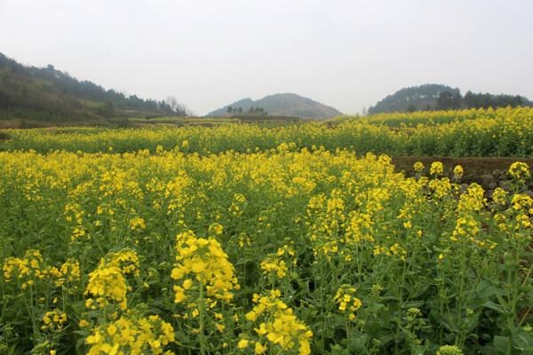 油菜图片