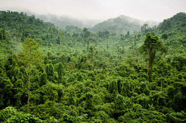 热带雨林风景