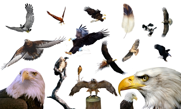 鸟类猛禽PSD素材图片