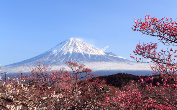 富士山春色图片