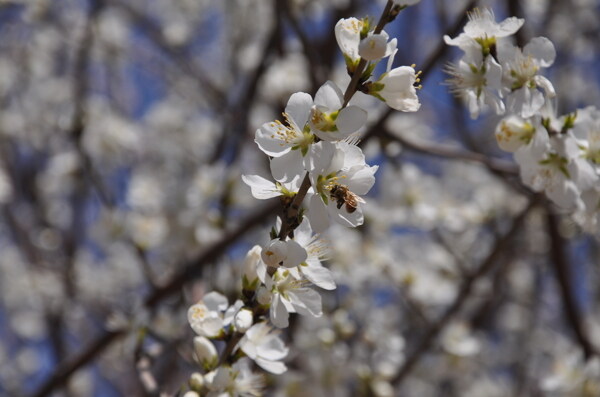 桃花与蜜蜂图片