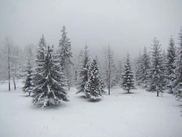 冬季雪松图片