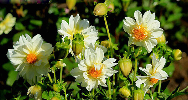 位图植物花朵写实花卉菊花免费素材