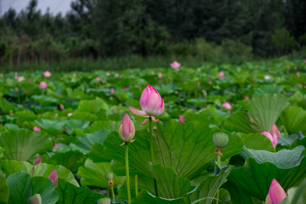 莲花湖中的莲花图片