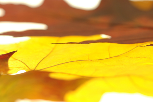 秋天叶子背景图片
