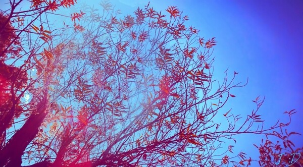 创意蓝天下的红色枫树叶分层