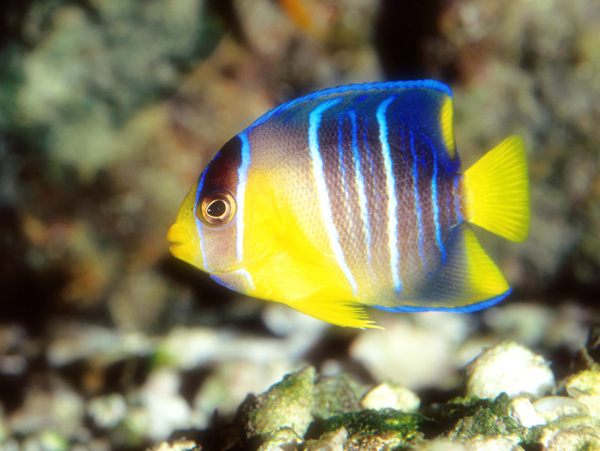 海洋生物