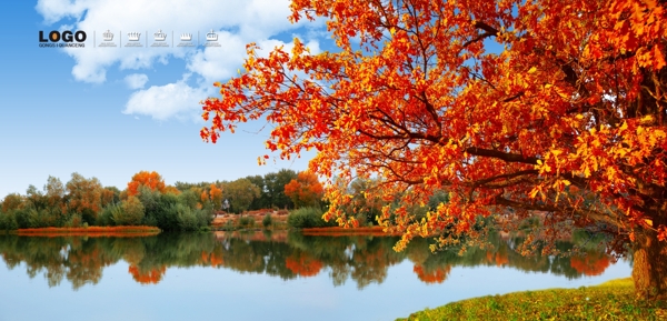 秋景枫树图片