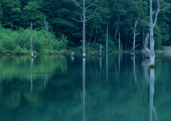 树植物水风景