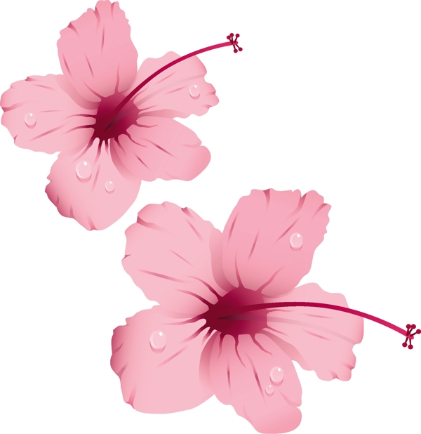 粉红色花朵与露珠