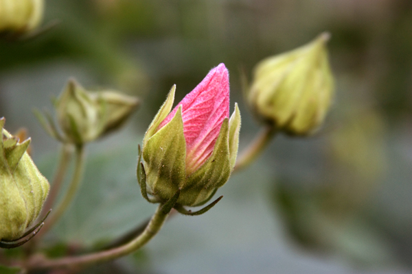 芙蓉花