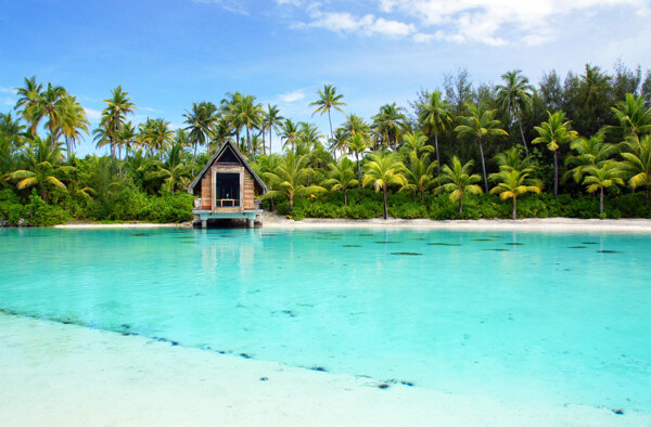 美丽椰树海滩风景图片