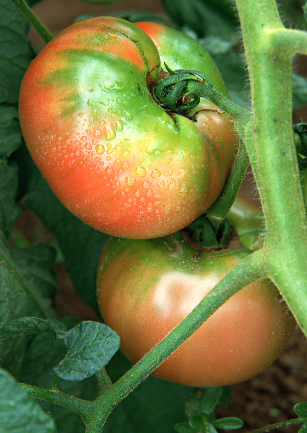 蔬菜瓜果新鲜的西红柿特写