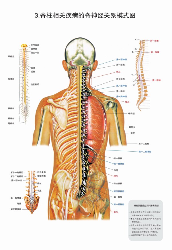 脊柱图解图片