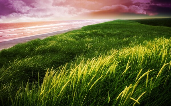 海边草地风景图片