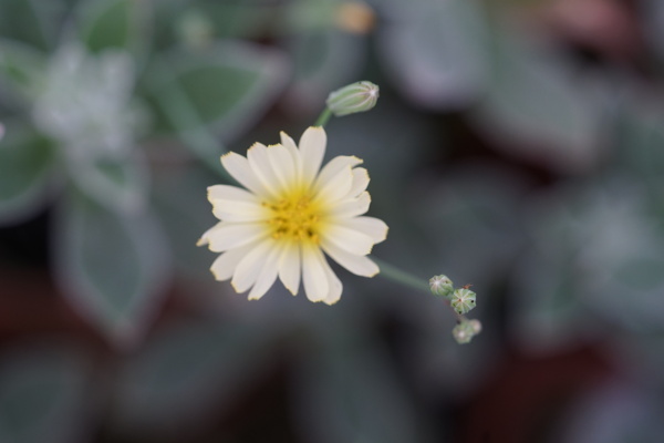 高清野花野菊花