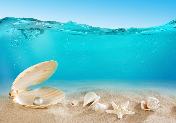 贝壳珍珠与海滩风景图片