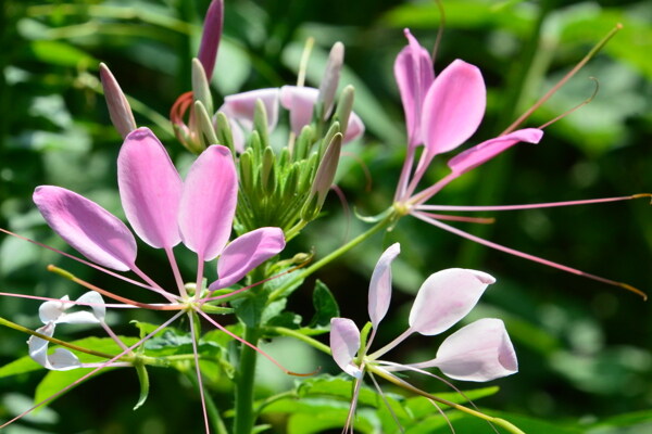 醉蝶花