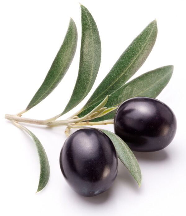 黑色橄榄果实图片