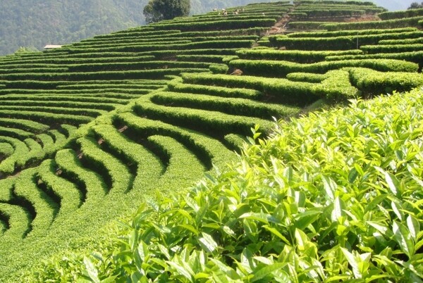 茶田风光图片