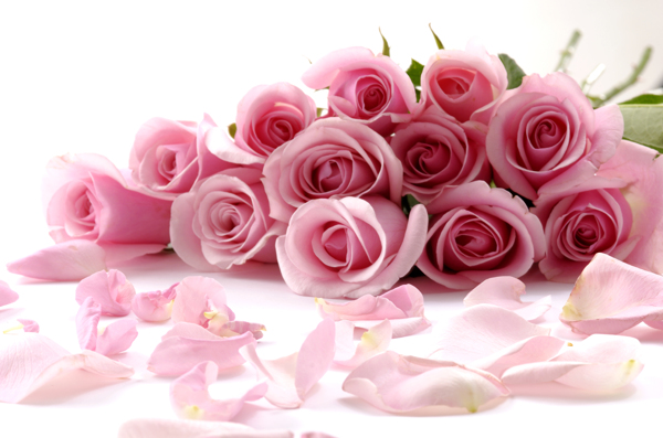 一束粉红色玫瑰花图片素材