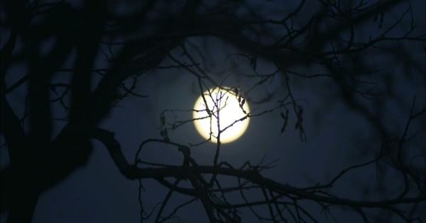 树影明月