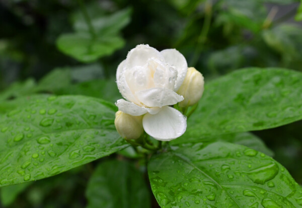 茉莉花图片