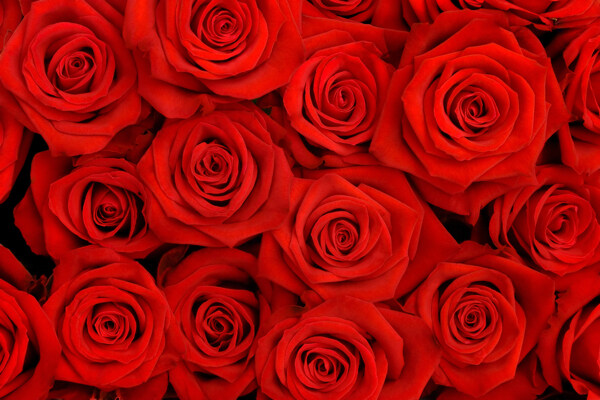 3D立体红色玫瑰背景墙