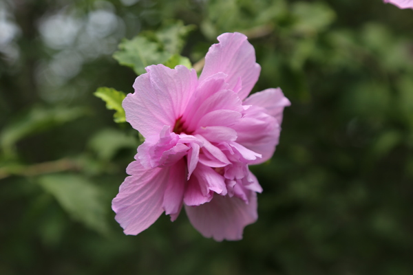 木槿花图片