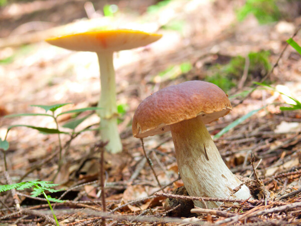 地上生长的蘑菇
